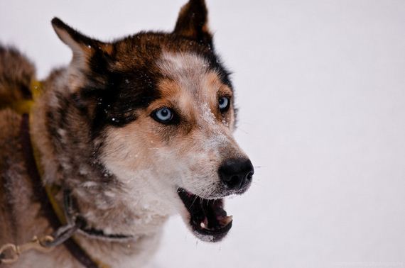 02-Dogs-Happy-About-Winter