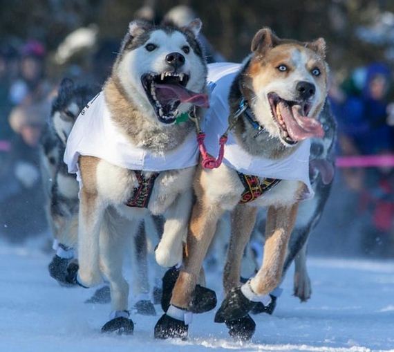 03-Dogs-Happy-About-Winter