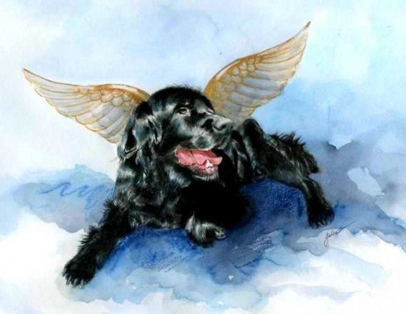 03-ope-Francis-Says-All-Dogs-Go-to-Heaven