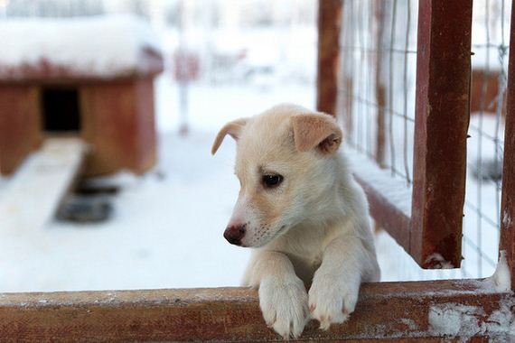 05-Dogs-Happy-About-Winter