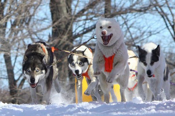 07-Dogs-Happy-About-Winter