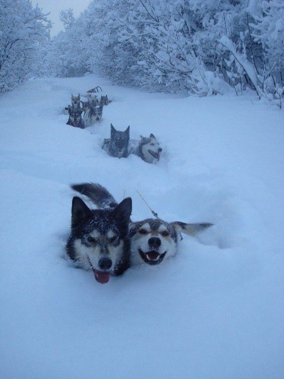 08-Dogs-Happy-About-Winter
