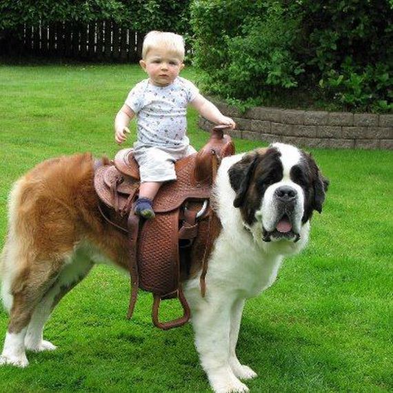 10-Gentle-Giant-Dogs