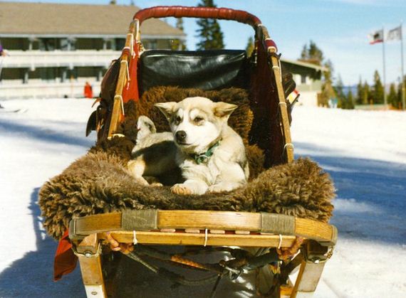13-Dogs-Happy-About-Winter