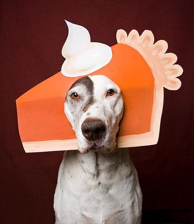 06-Thanksgiving-Dog