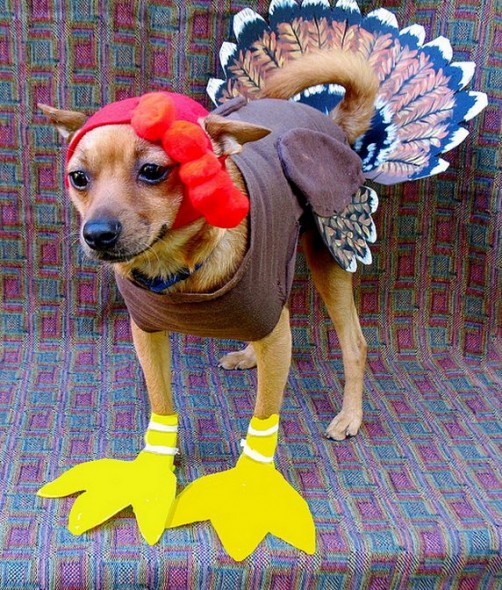 09-Thanksgiving-Dog