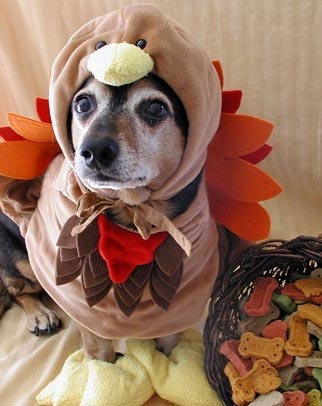 10-Thanksgiving-Dog