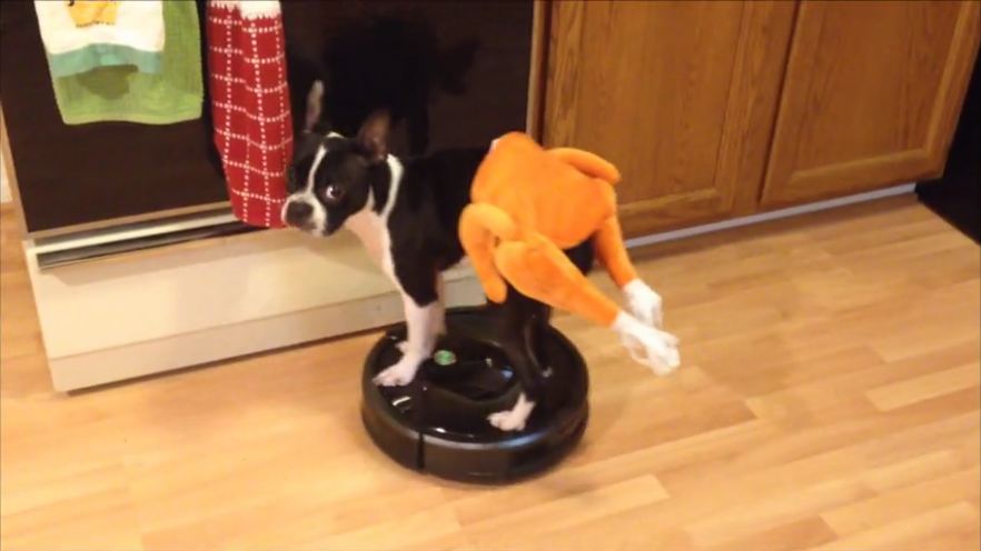 Image result for dog riding a roomba
