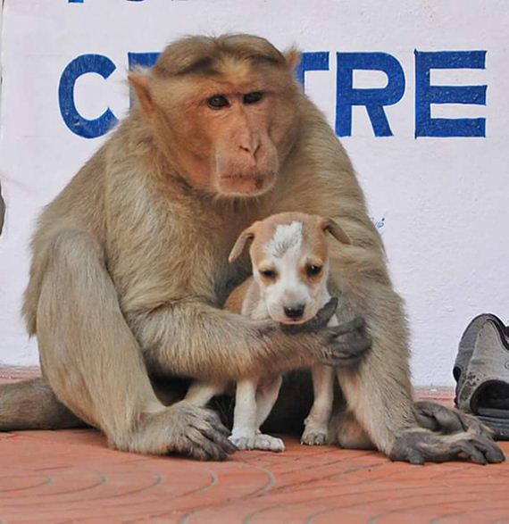 09-monkey-adopts-puppy