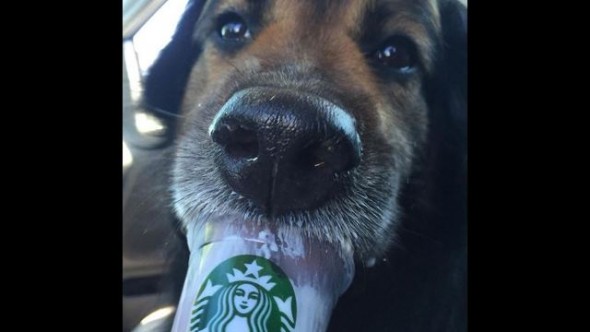 01-Starbucks-adoption