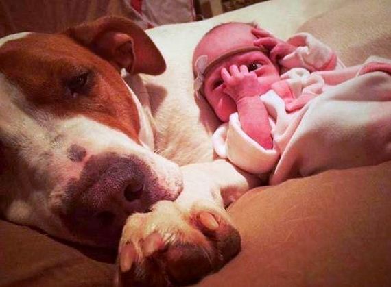 02-Rescue-Dog-in-Love-With-His-Baby-Sister
