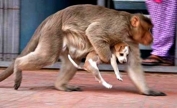 05-rhesus-monkey-adopts-orphaned-street-puppy