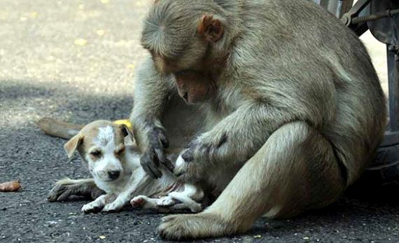 07-rhesus-monkey-adopts-orphaned-street-puppy