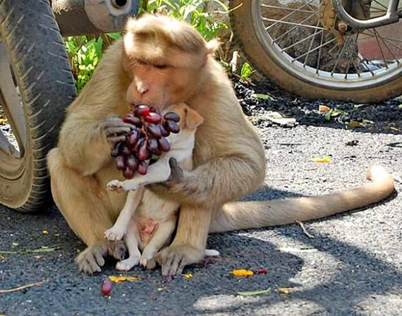 08-rhesus-monkey-adopts-orphaned-street-puppy