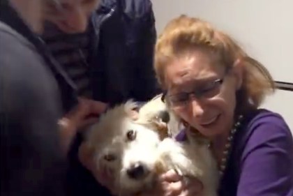 https://www.youtube.com/watch?v=aaw5_Y1SlEY&feature=youtu.be&list=PLC47D6CB659E209DE Screengrab of Syrian dog reuniting with his family in a youtube video 10/7/16 Source: SPCA International/YouTube