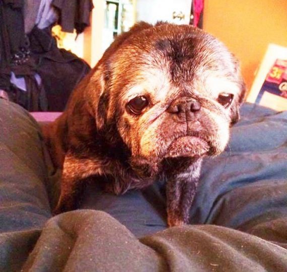 02-old-pug-gets-new-lease