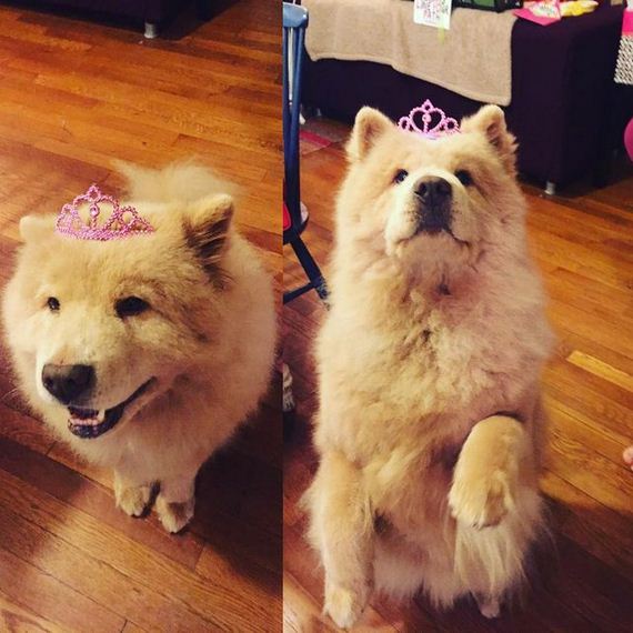 09-senior-dog-princess