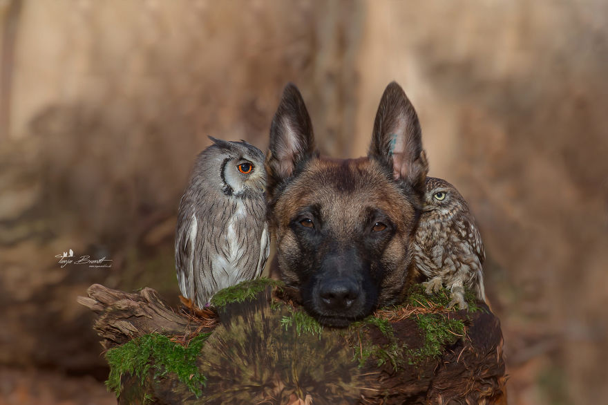 [Image: 13-ingo-dog-and-his-owl-friends.jpg]