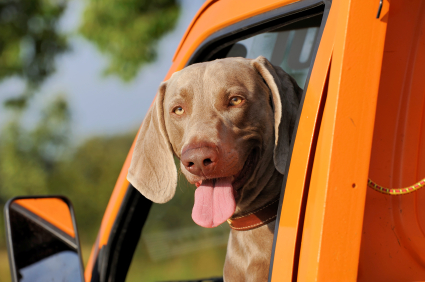 Things to Look For in a Dog Friendly Vehicle