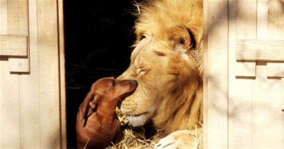 This 11lb Dog and 500lb Lion Prove That Dogs And Cats Really Can Be Best Friends