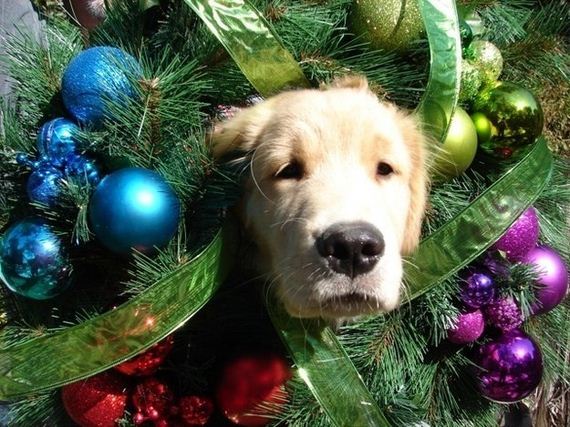 Dogs Who Partied Too Hard At Their Holiday Party