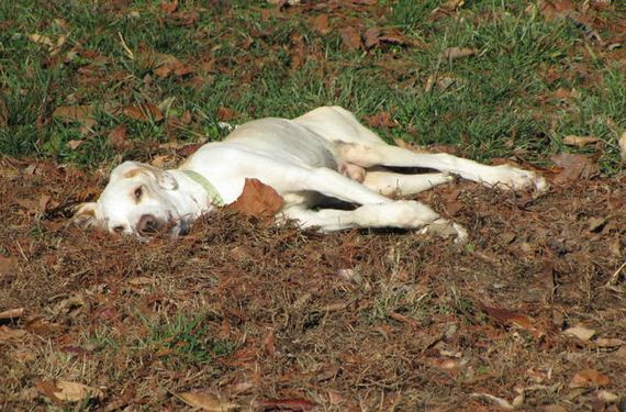 The Journey of Zeus The Dog Will Remind You That We All Deserve 2nd Chances