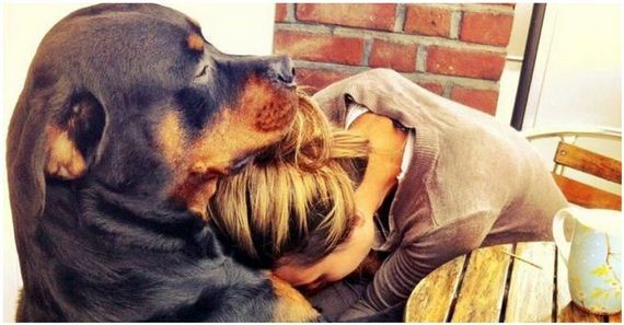 Photos That Show Why You Should Be Thankful For Your Dog