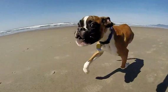 Two legs good: Having only front legs is no obstacle to Duncan the dog as he races across a beach
