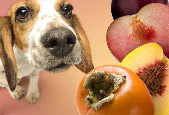 10 Fruits & Vegetables That Are Toxic to Dogs