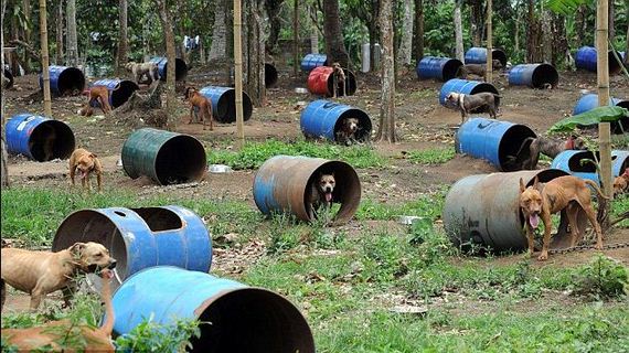 The Dogfighting Farm: 300 pitbulls rescued from secret woodland kennels to save them from ‘fate worse than death’ in illegal fights