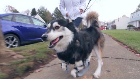 Thanks To 3D Printing This Dog Can Walk Again