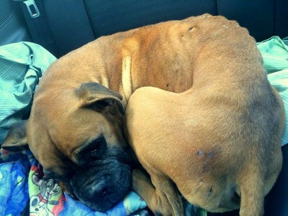 Senior Boxer Dumped at Kill Shelter Given Rescue of a Lifetime