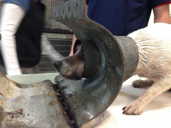 Firefighters Extricate Dog stuck in Metal Pipe