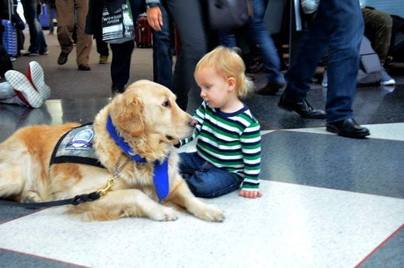 Cuddly Comfort Dogs At Airport Help Passengers De-Stress During Ruff Holiday Travels