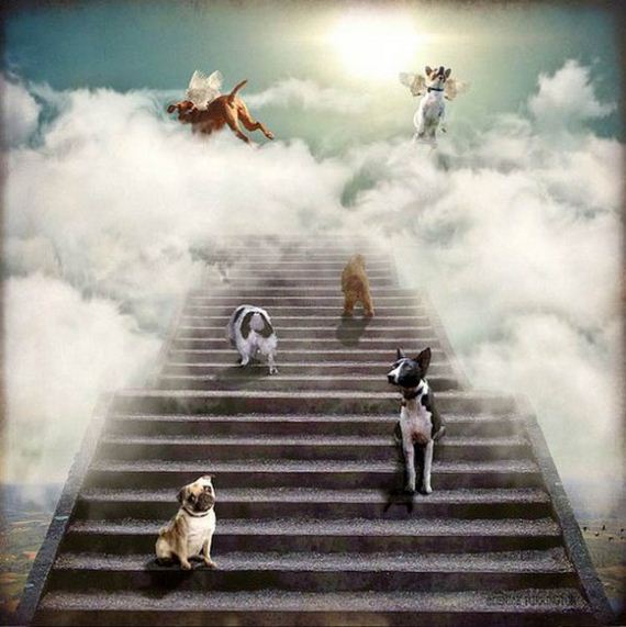 02-ope-Francis-Says-All-Dogs-Go-to-Heaven