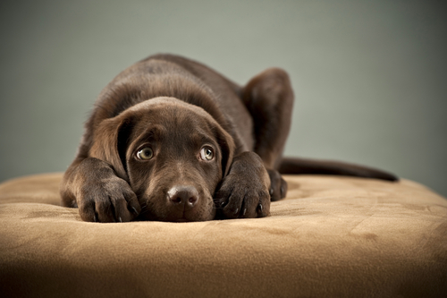 How To Calm An Anxious Dog