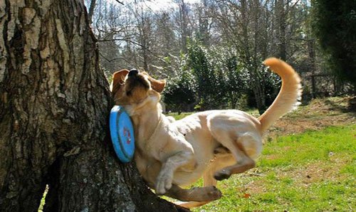 Frisbee Doge Dog Getting Hit By Frisbee