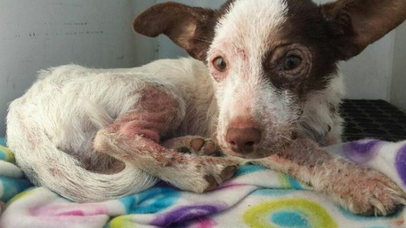 Woman Discovers Injured but Alive Bait Dog in Garbage Bag