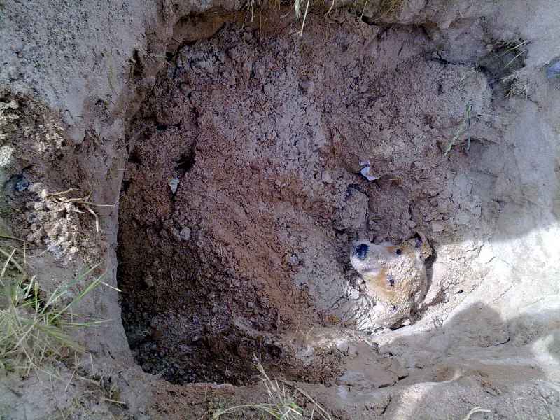 In one of the worst ever reported cases of animal abuse in Cape Town a dog was rescued after being buried alive in a pit at a Khayelitsha School. Veterinarian Dr Edson Man'Ombe and animal welfare carer Lazola Sotyingwa, rushed to the school and apprehended two janitors on the school field. The men initially claimed the dog was dead, but on further questioning admitted the animal was still alive when they buried i; they said one of the school's senior supervisors had told them to get rid of the dog as it was causing a nuisance by hanging around classrooms. Man'Ombe and Sotyingwa instructed the men to open the pit, and the dog, a female Dalmatian cross breed, was found barely alive at the bottom of a hole between 1 and 1.5 meters deep. She was rushed to the Mdzananda Animal Clinic and is recovering in the care of professional veterinarians. The dog is also partially disabled, probably as a result of earlier injuries from a motor vehicle accident. The Mdzananda Animal Clinic was founded in 1996. It provides the only permanent, on site animal welfare support to Khayelitsha outside Cape Town, and provides primary veterinary healthcare to dogs and cats in the community.