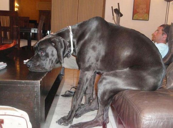 Gigantic Dogs Who Think They’re Still Lap Dogs