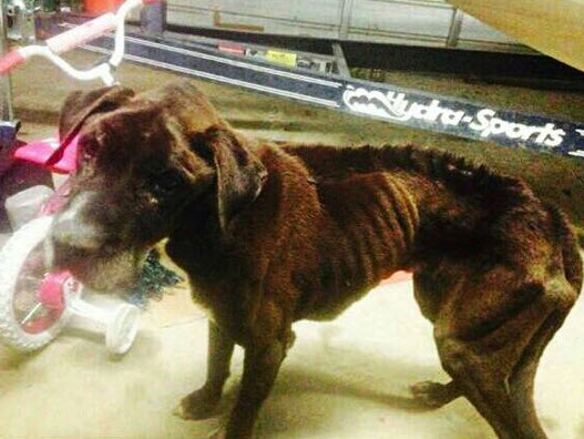 Starving Dog Wanders into Garage and Finds Rescue