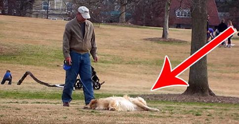 Lazy Dog Doesn’t Want To Leave The Park… Until His Owner Tricks Him