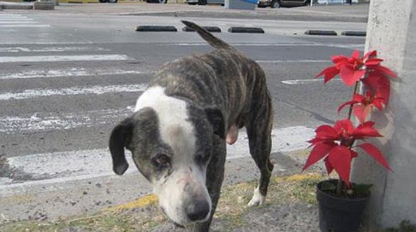 Deceased Homeless Man’s Dog Continues to Look for Dead Owner