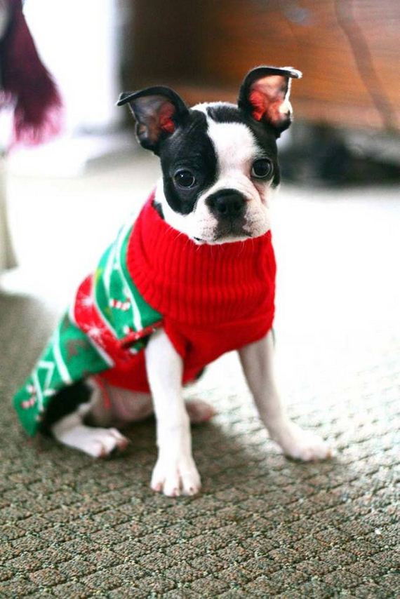 Dogs That Really Don’t Want To Wear Their Ugly Christmas Sweaters