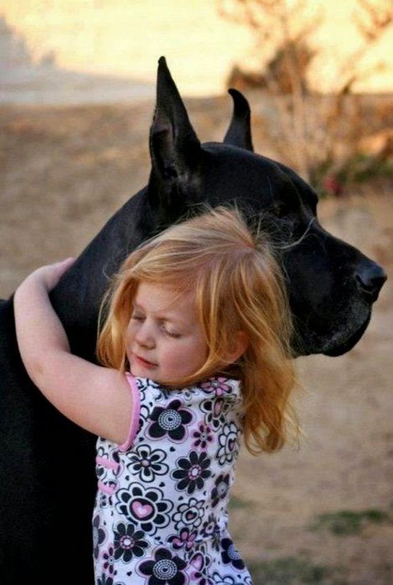 Gentle Giant Dogs Being Absolutely Adorable With Little Kids