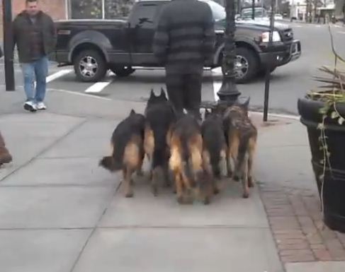 This Guy Walks His Dogs In The Street In The Most Shocking Way