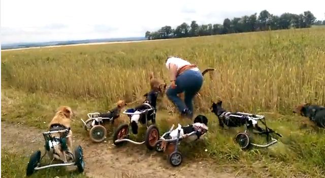 These Cute Dogs Don’t Let Their Wheelchairs Stop Them From Playing Fetch With Their Pals