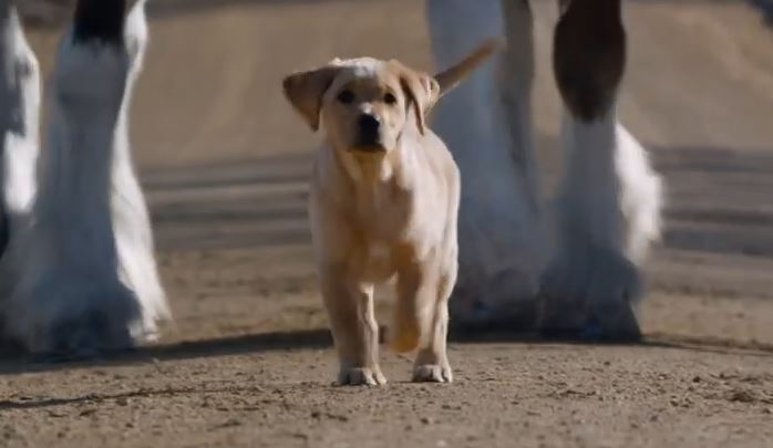 This Puppy Keeps Running Away From Home – For One AMAZING Reason!!