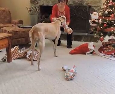 Gracie The Greyhound Absolutely Loves Opening Her Christmas Presents