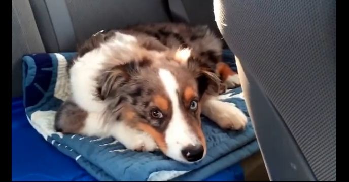 Puppy Wakes Up To His Favorite Song From Disney’s Frozen And Sings Along